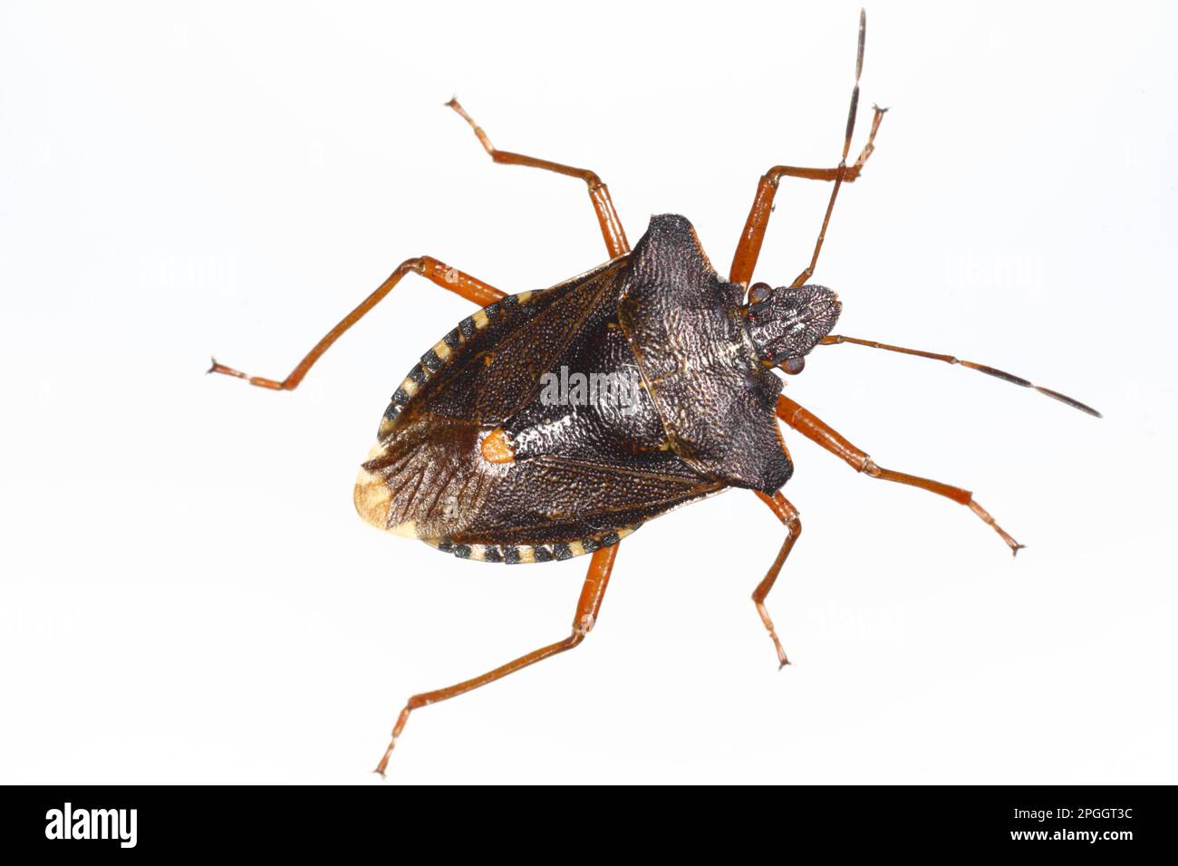 Redlegged tree bug, forest bugs (Pentatoma rufipes), Other animals