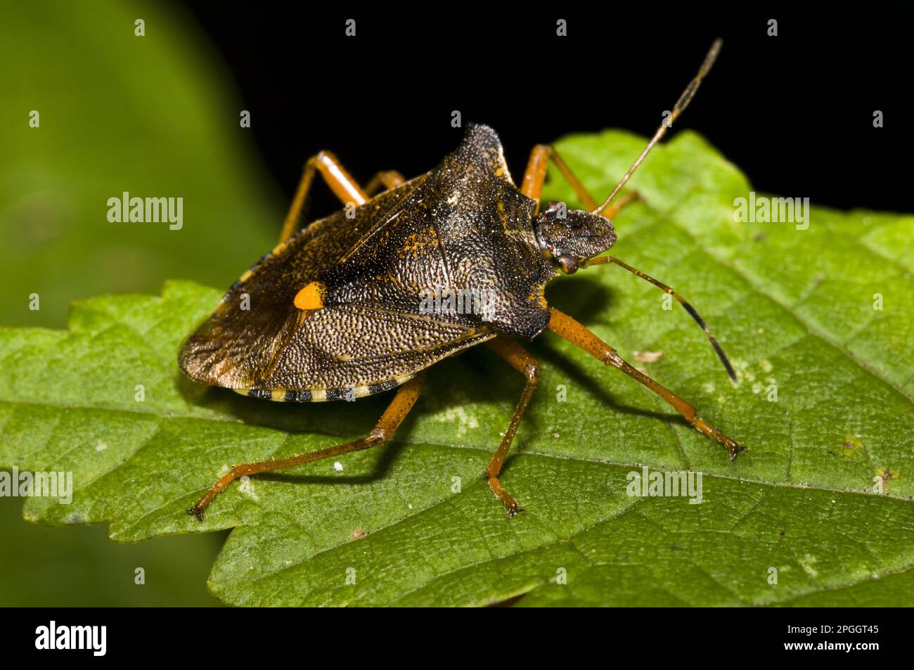 Redlegged tree bug, forest bugs (Pentatoma rufipes), Other animals