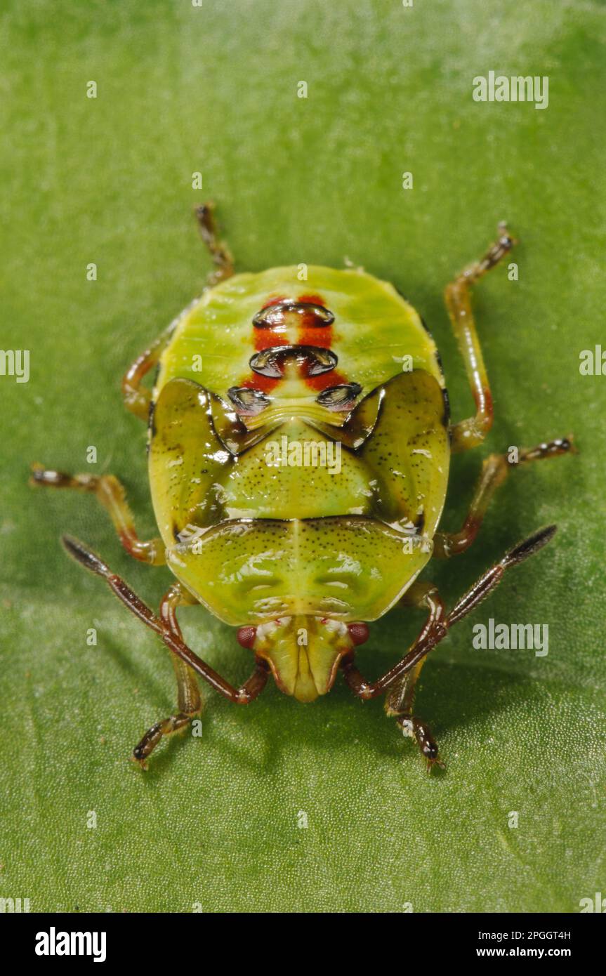 Tiin Insects Birch shieldbugs (Elasmostethus interstinctus), Spiny bow, Spiny Bugs ...