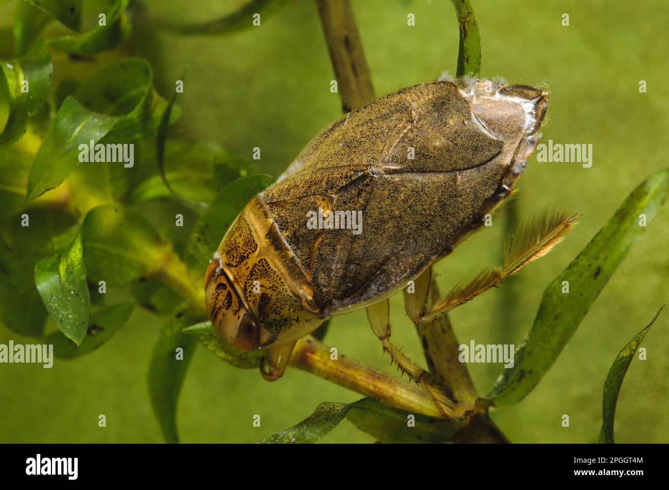 Swimming bug (Ilyocoris cimicoides) adult, swimming through pondweed