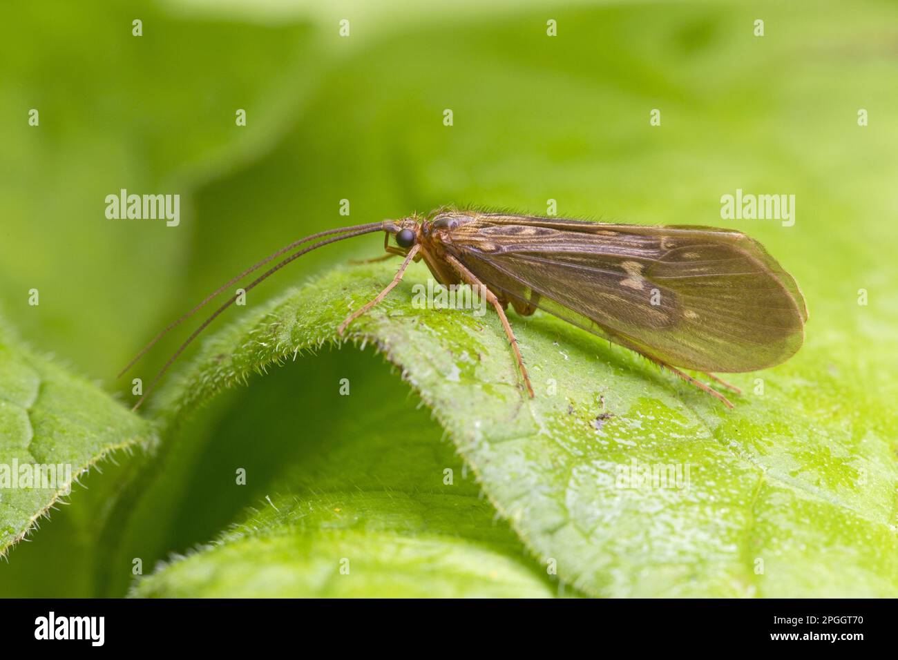 British caddisfly hires stock photography and images Alamy
