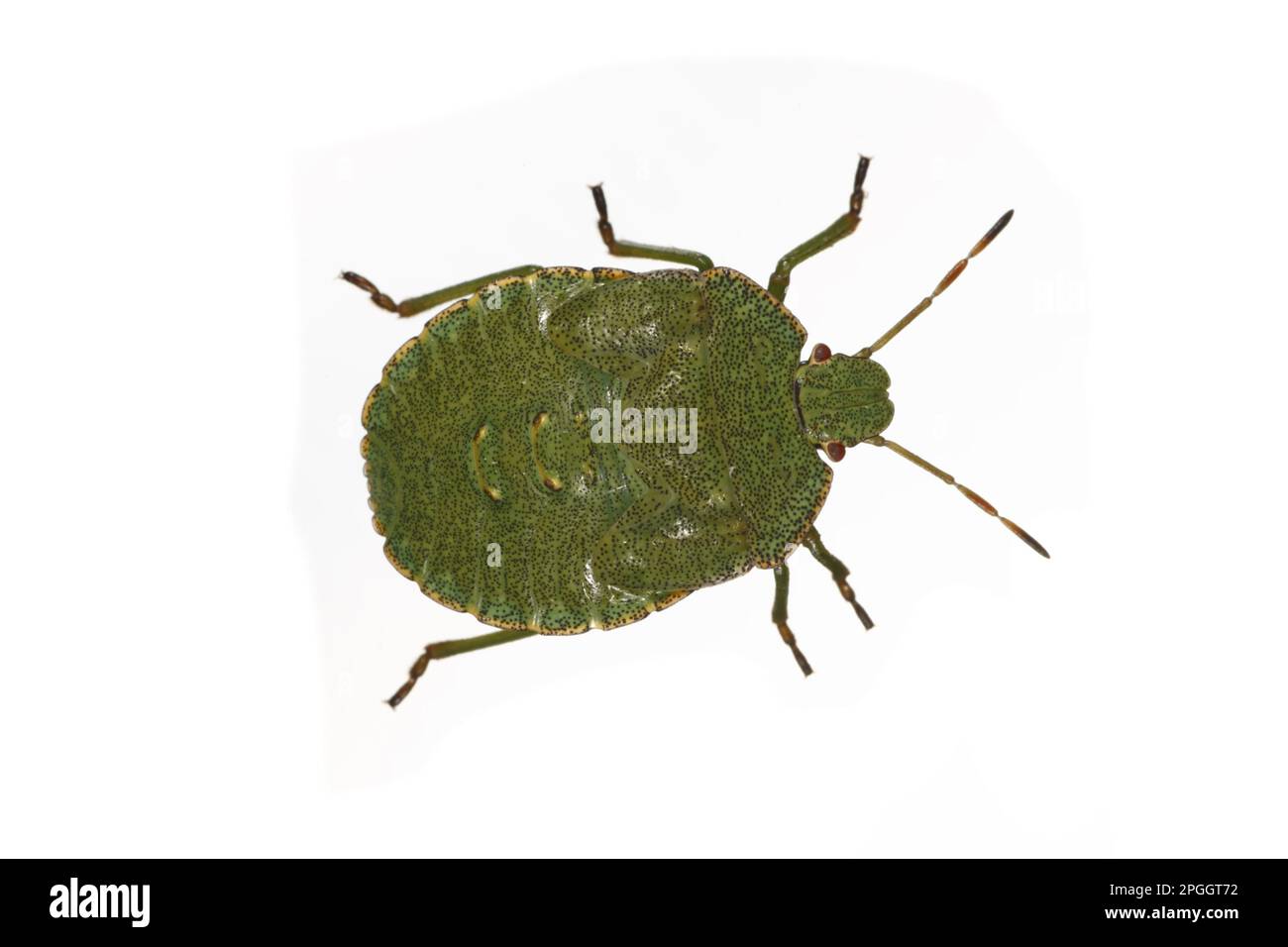 Palomena prasinus, Green stink bug, green shield bugs (Palomena prasina), Tree bug, Tree bugs, Other animals, Insects, Animals, bow, Bugs, Green Stock Photo