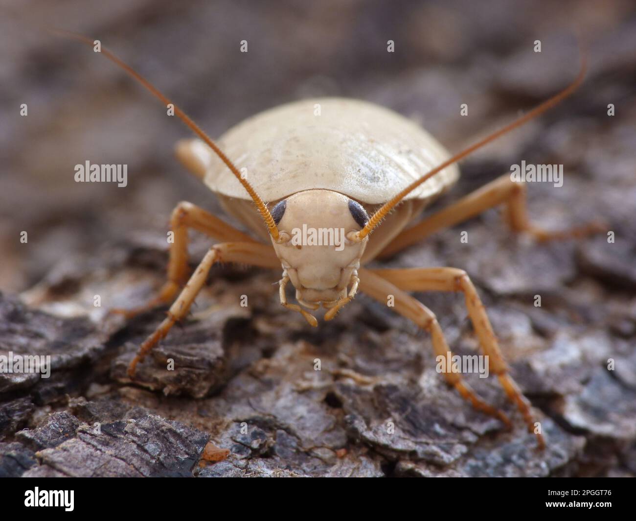 Adult bush cockroach (Ellipsidion humerale), climbing on tree trunk