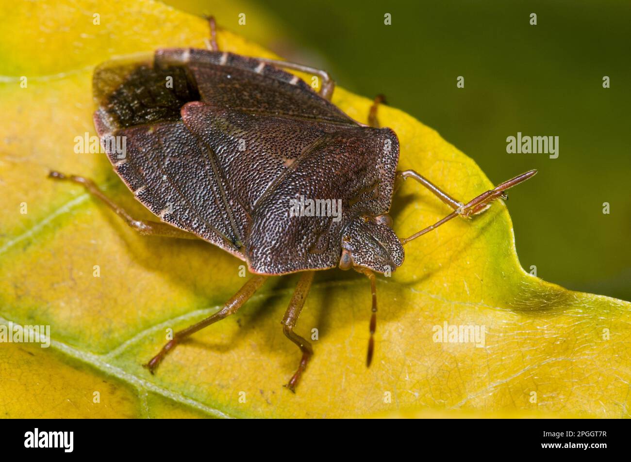 Palomena prasinus, Green stink bug, green shield bugs (Palomena prasina), Tree bug, Tree bugs, Other animals, Insects, Animals, bow, Bugs, Green Stock Photo