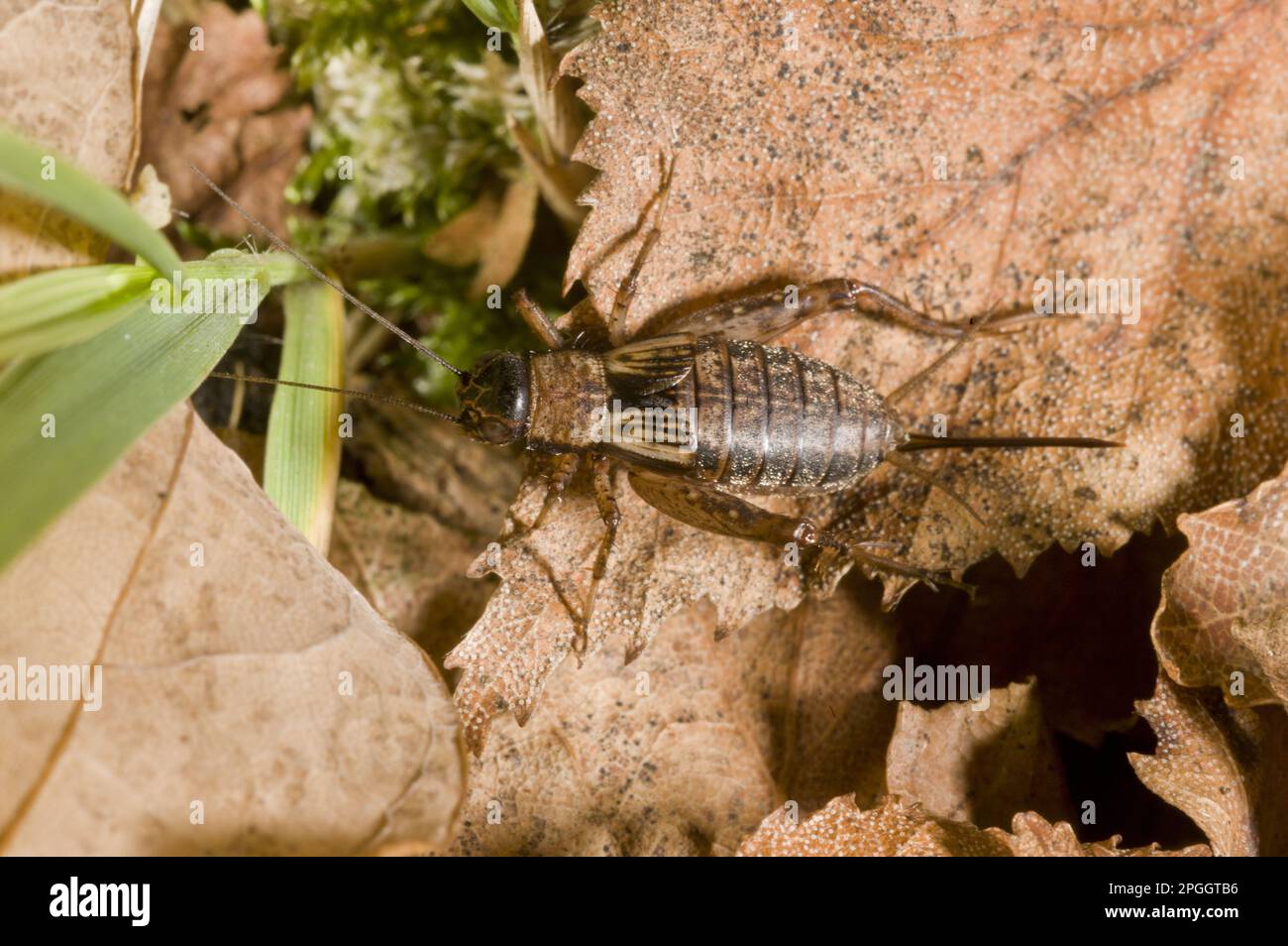 Wood cricket (Nemobius sylvestris), Wood crickets, Cricket, Other