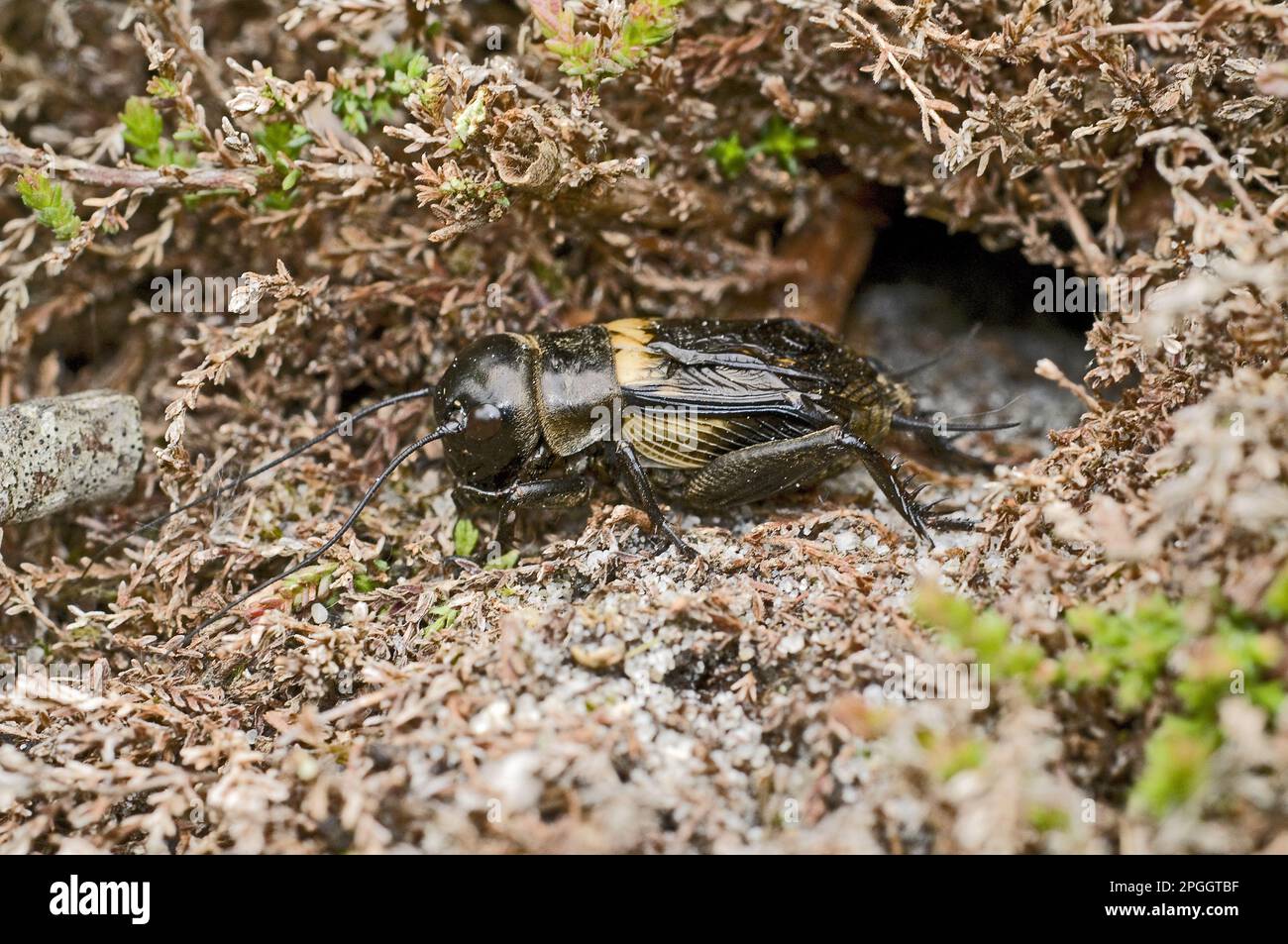 Field cricket, field crickets (Gryllus campestris), Cricket, Other animals, Insects, Animals