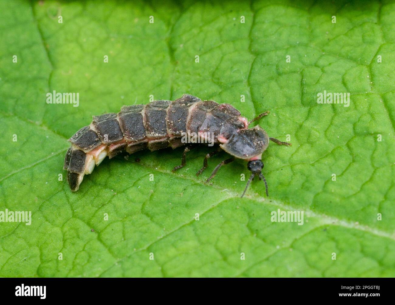 Common Glow-worm (Lampyris noctiluca) adult pair, mating, North Downs, Kent, England, United Kingdom Stock Photo