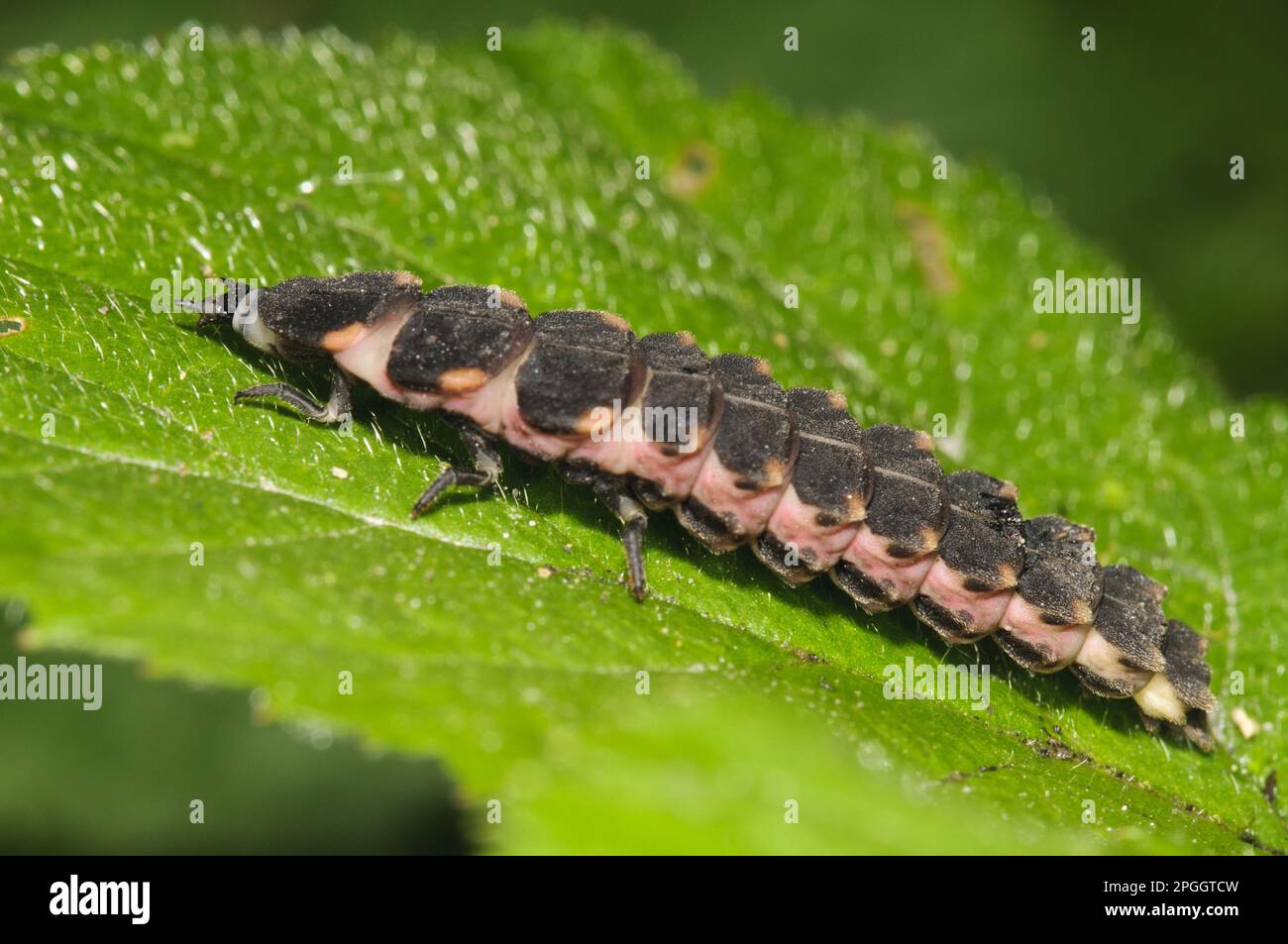 Large firefly, Large firefly, common glow-worm (Lampyris noctiluca), Firefly, Other animals, Insects, Beetles, Animals, Common Glow-worm l Stock Photo