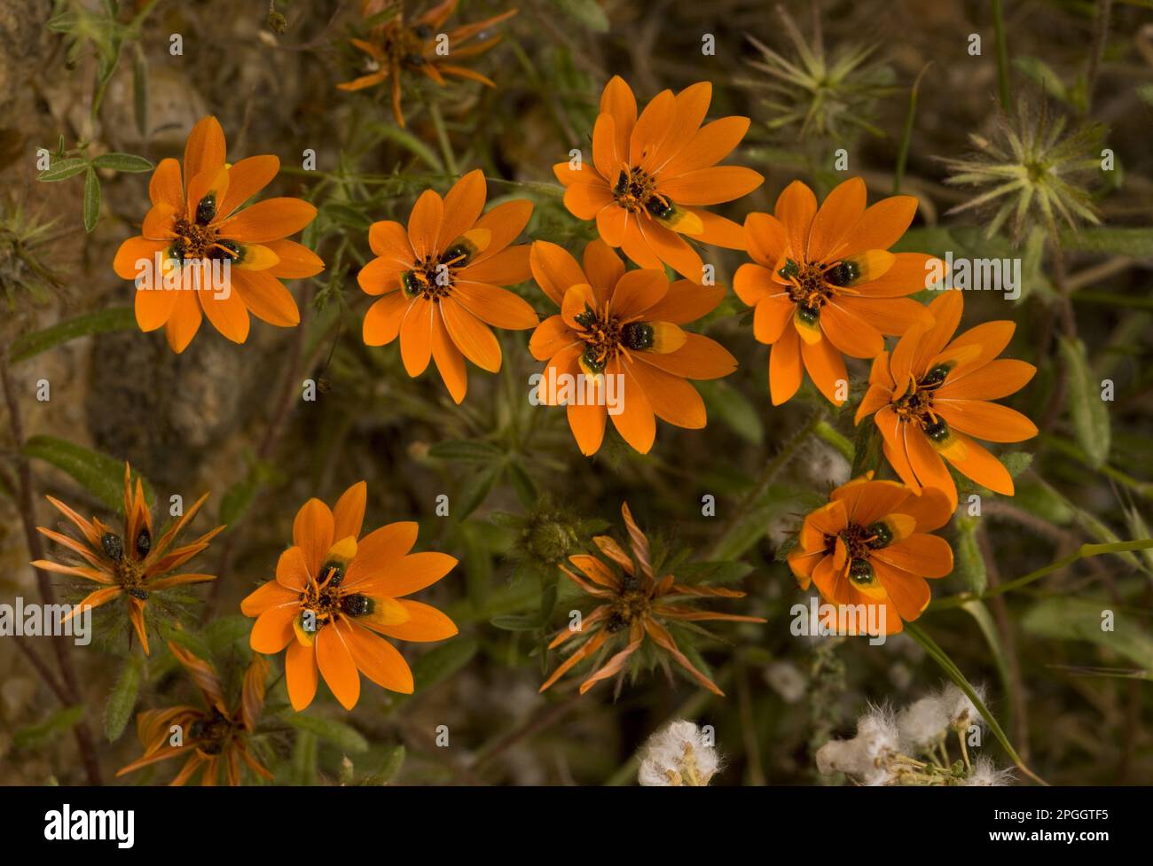 Flowering beetle daisy (Gorteria diffusa), false 'beetles' on petals to attract pollinators, Namaqua Desert, Namaqualand, South Africa Stock Photo