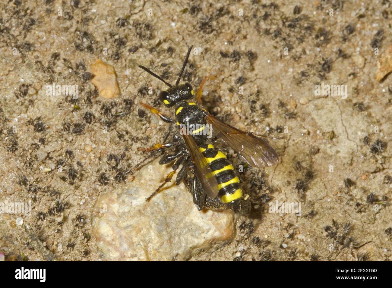 Sand knot wasp (Cerceris arenaria), Sand Knot Wasp, Digger Wasp, Digger Wasps, Other Animals, Insects, Animals, Weevil Wasp adult, with beetle prey Stock Photo
