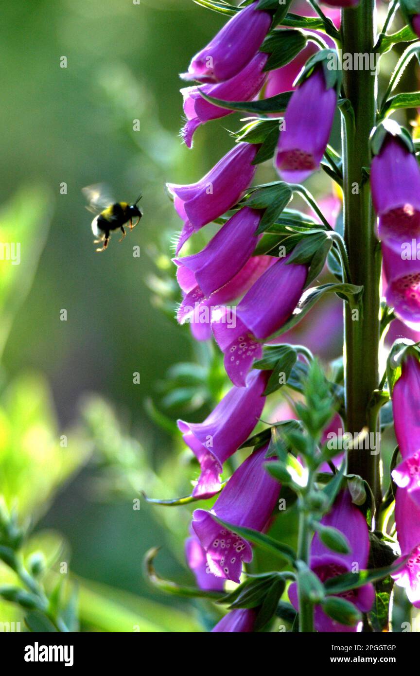 Bumblebee (Bombus sp.) adult, in flight, gathering nectar from Foxglove