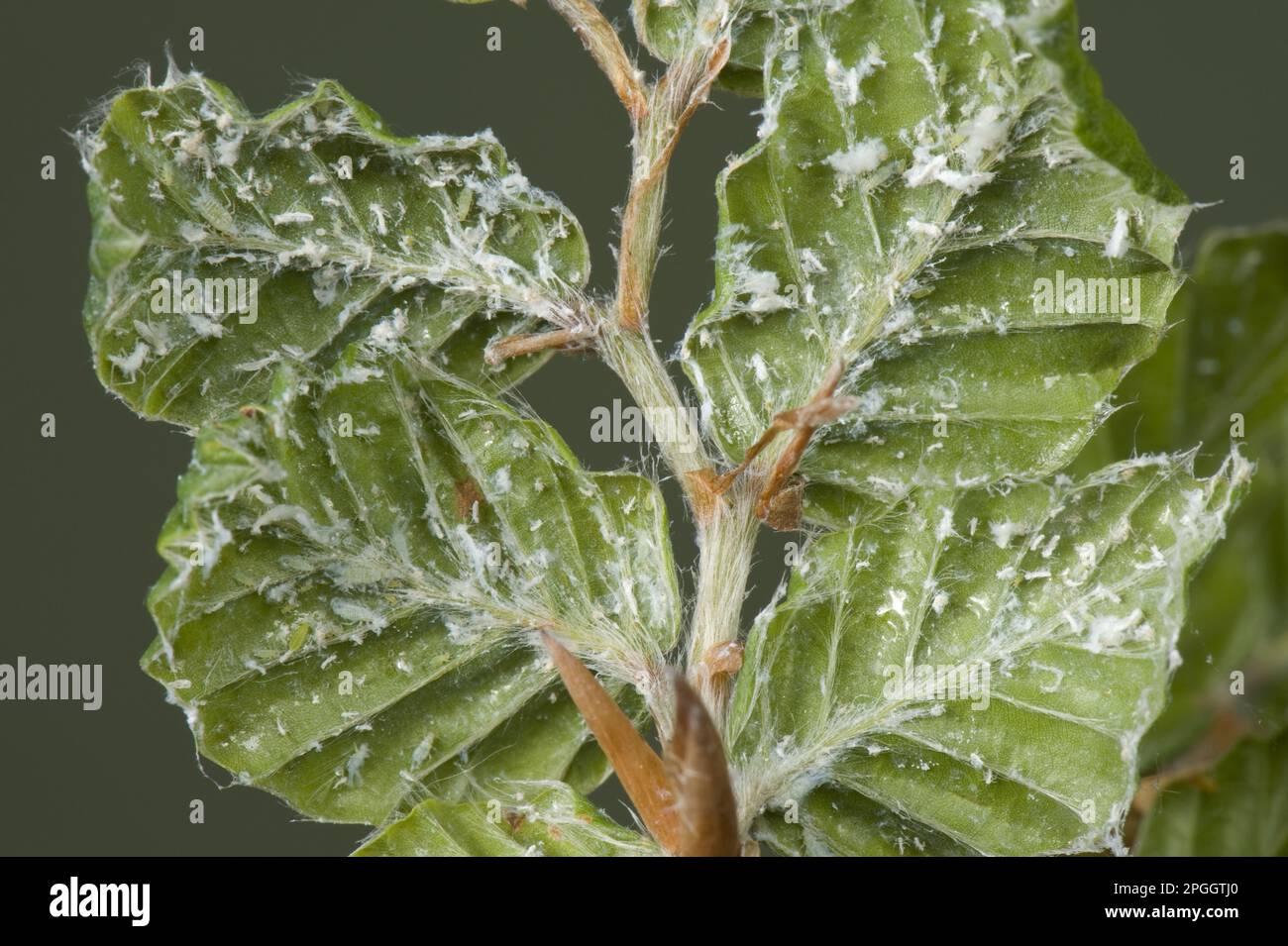 Beech aphid, woolly beech aphid, beech ornamental aphid, beech leaf