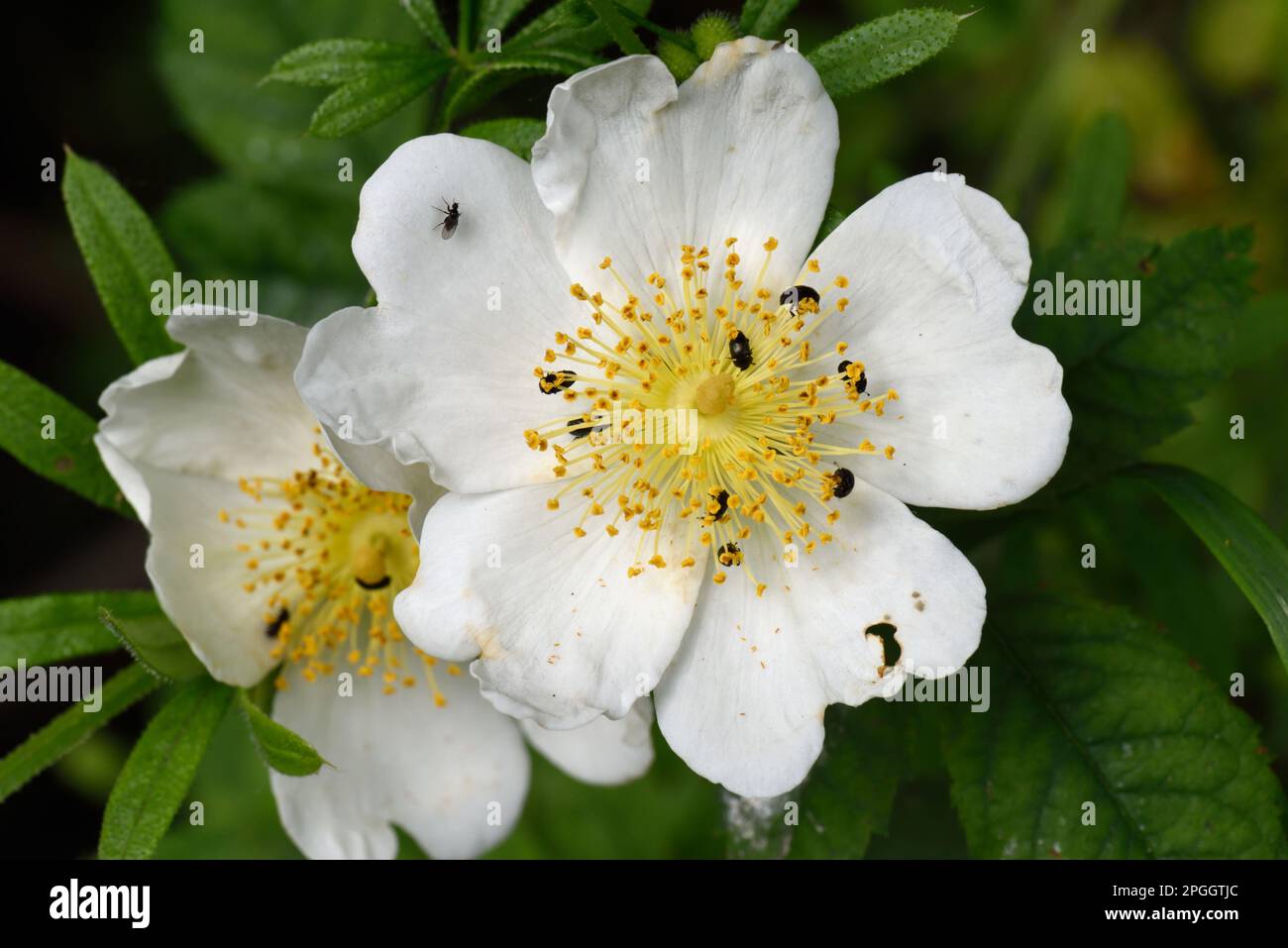 Field rose, Rosa arvensis, white flowers on a wild climbing rose plant with pollen beetle (Meligethes aeneus), Berkshire, England, United Kingdom Stock Photo