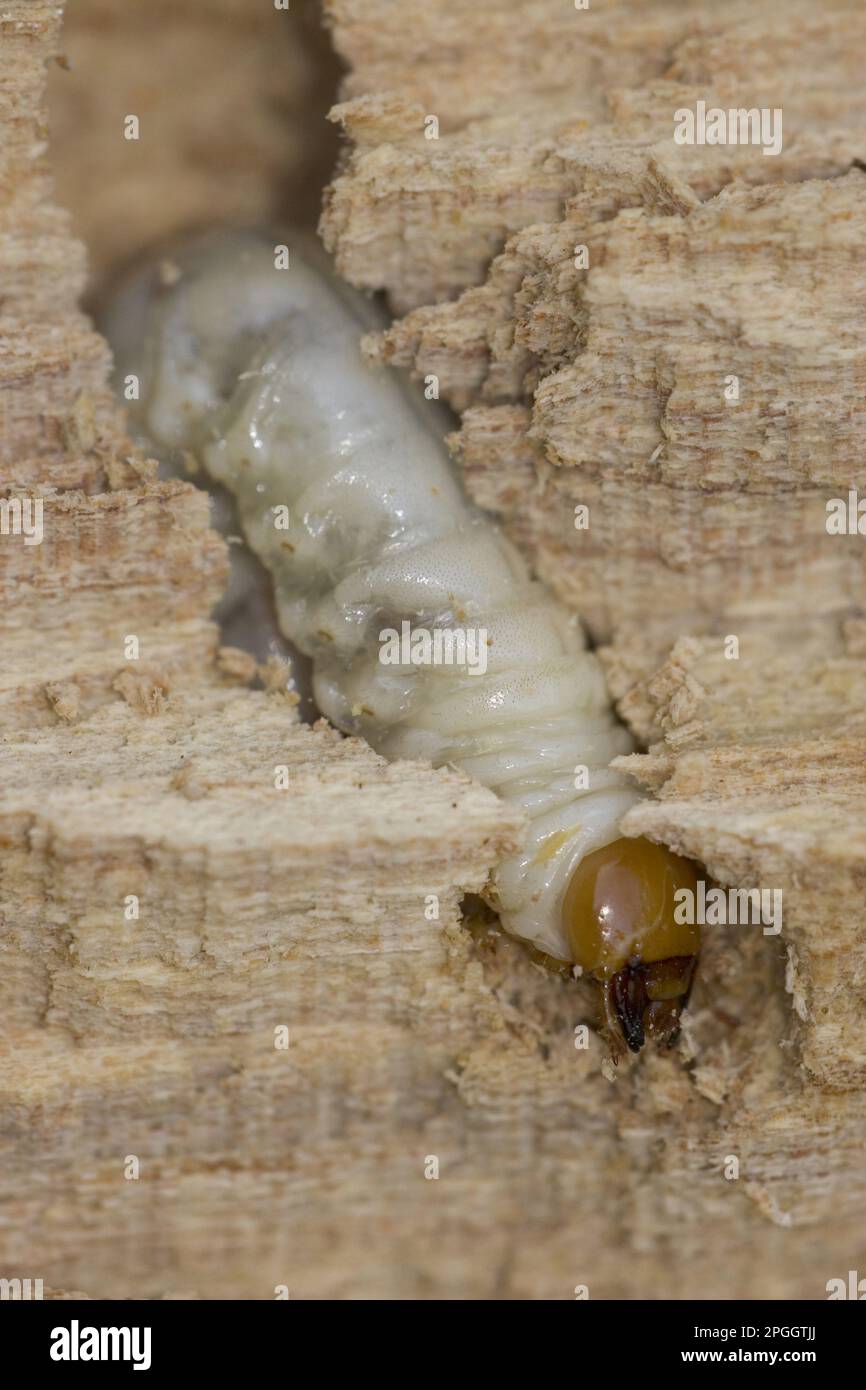 Lesser Stag Beetle (Dorcus parallelipipedus), larva, in decaying elm ...