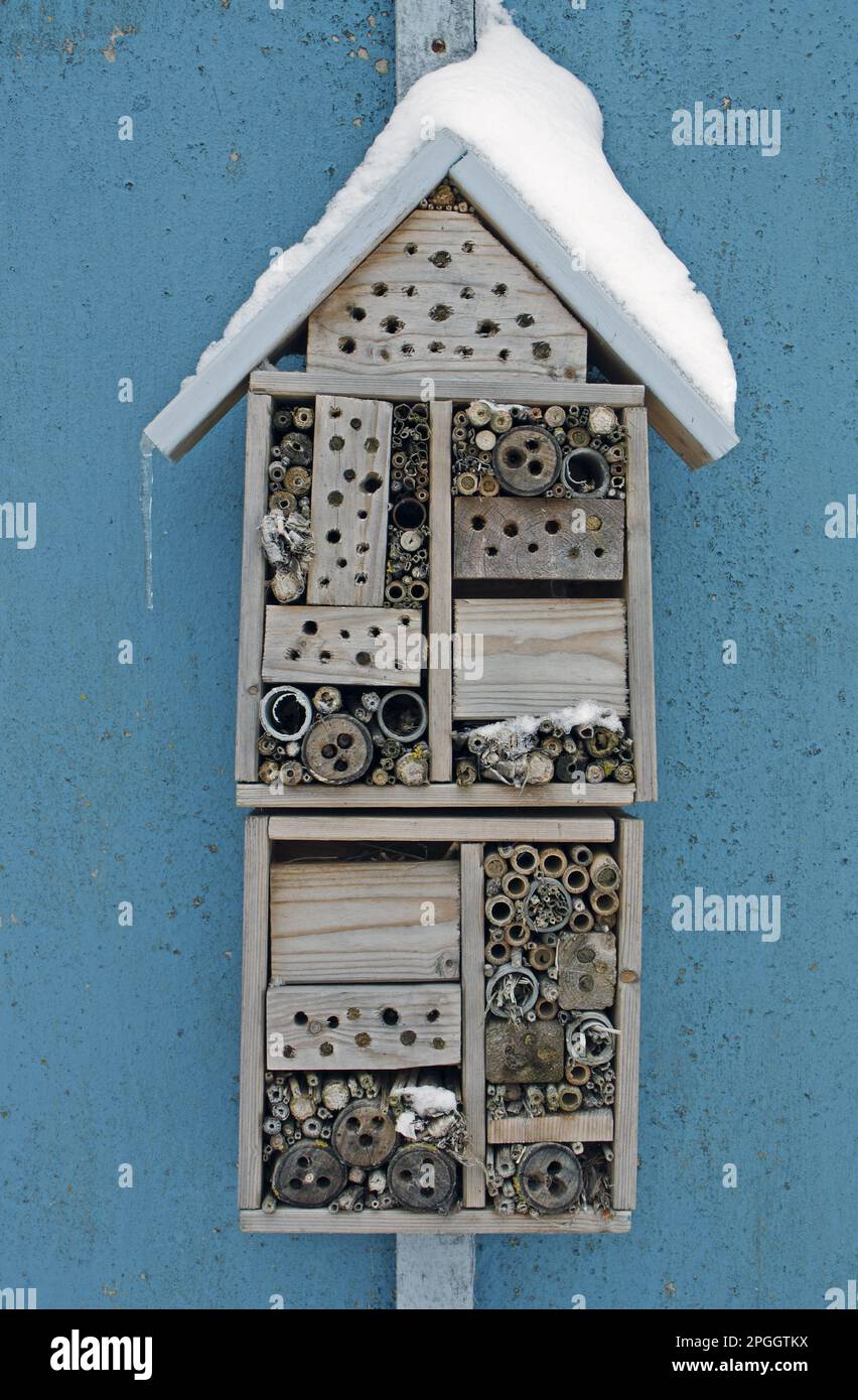 Snow-covered insect hotel built to attract solitary bees, attached to a shed in the garden, Bacton, Suffolk, England, United Kingdom Stock Photo