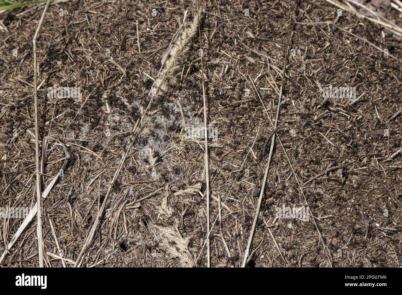 Great Red Wood Ant, Great Red Wood Ants, Other animals, Insects