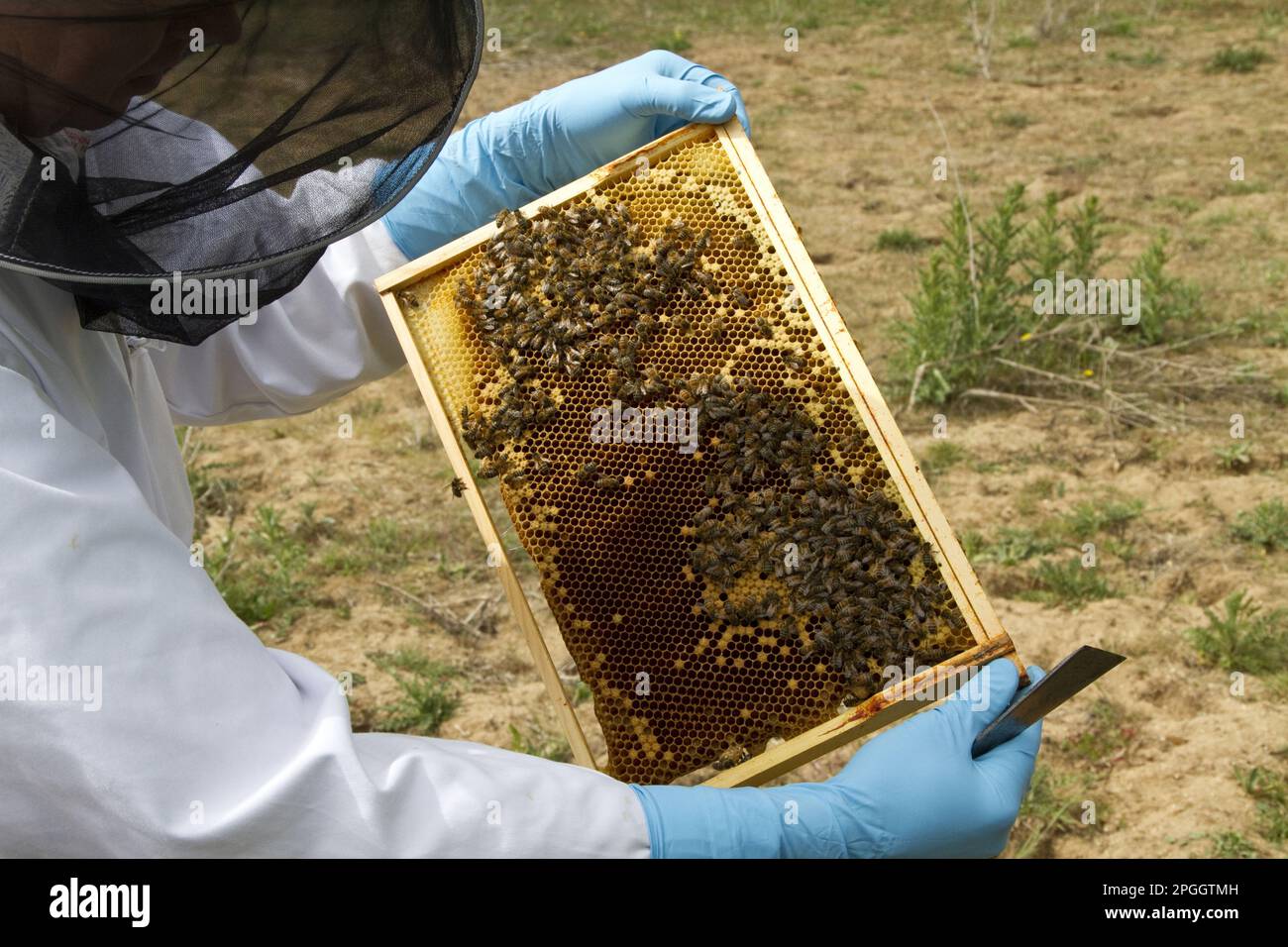 Beekeeper inspects brood frame showing worker honeybees tending larval cells Stock Photo
