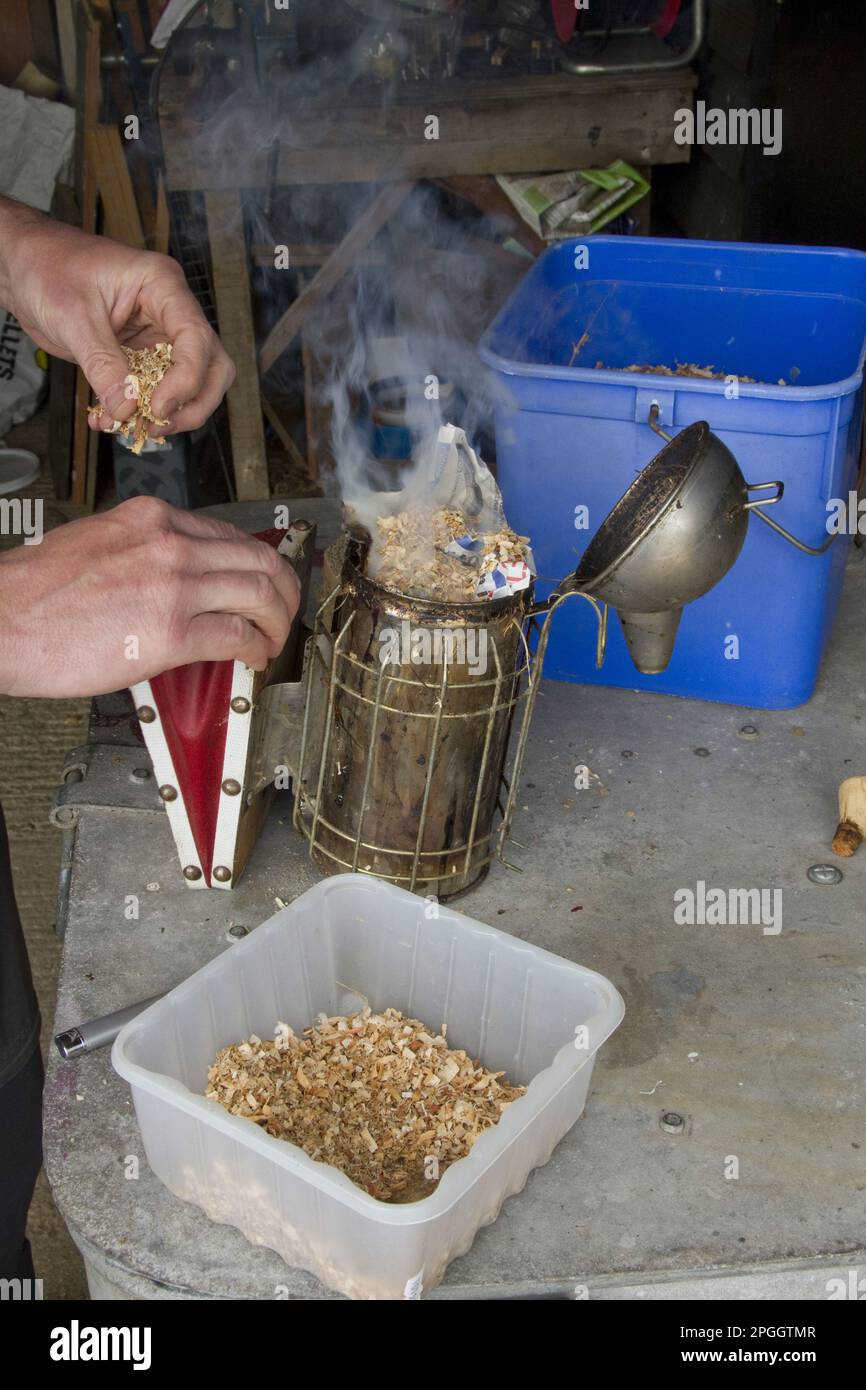 Preparation of the smoker used to pacify honey bees, wood shavings and paper are used to make the smoke Stock Photo