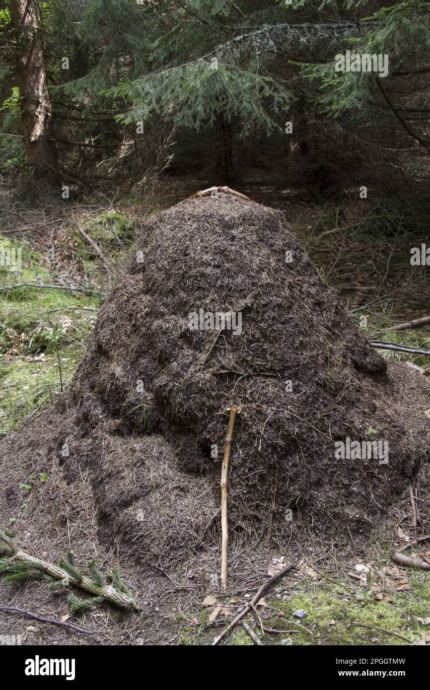 Great Red Wood Ant, Great Red Wood Ants, Other animals, Insects