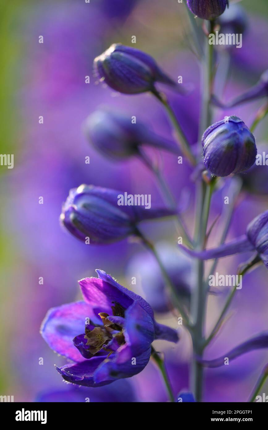 Forking larkspur hi-res stock photography and images - Alamy