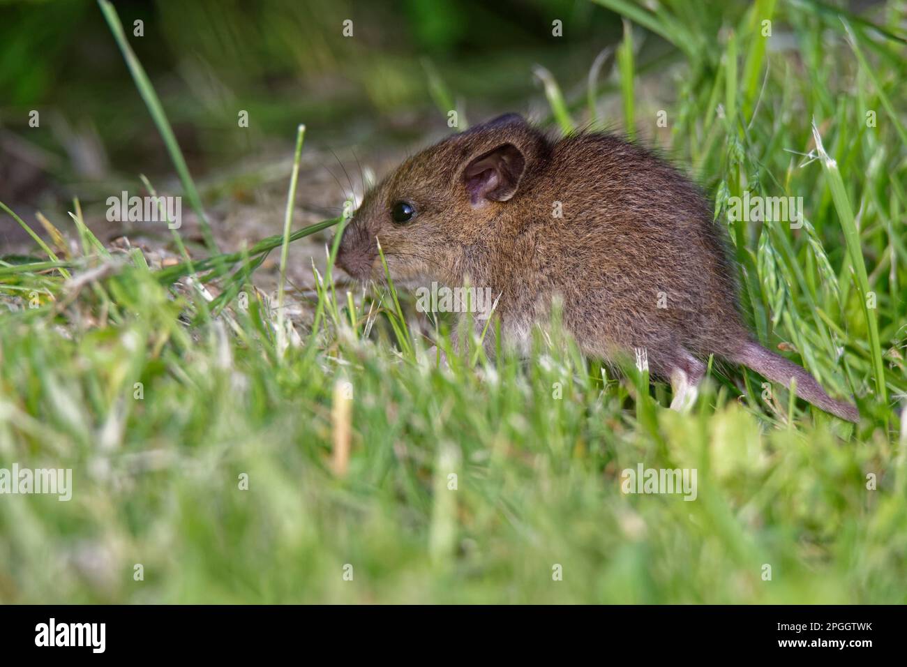 Wood mouse (Sylvaemus sylvaticus Stock Photo - Alamy