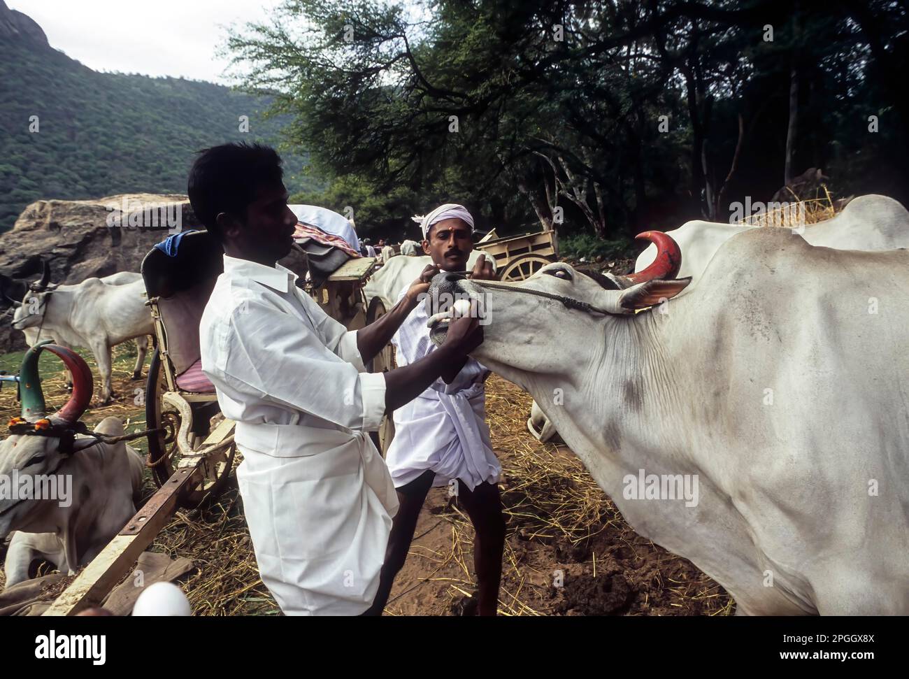 Traditional medical practitioner giving egg to an bullock, Tamil Nadu