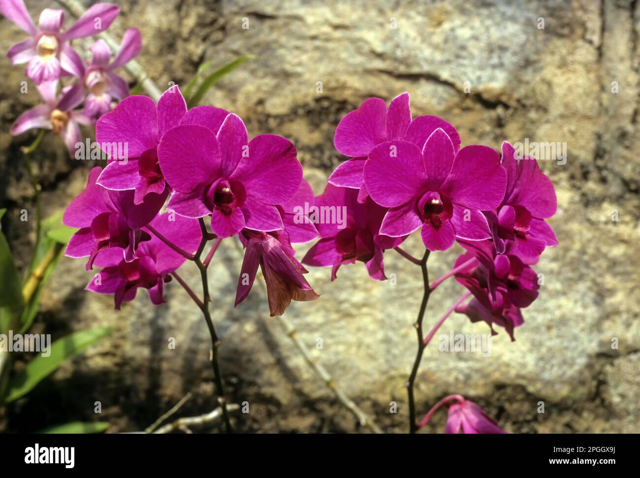Orchid flower (Dendrobium madame pompidou -1) The Botanical Garden in Udhagamandalam Ooty, Nilgiris, Tamil Nadu, South India, India, Asia Stock Photo