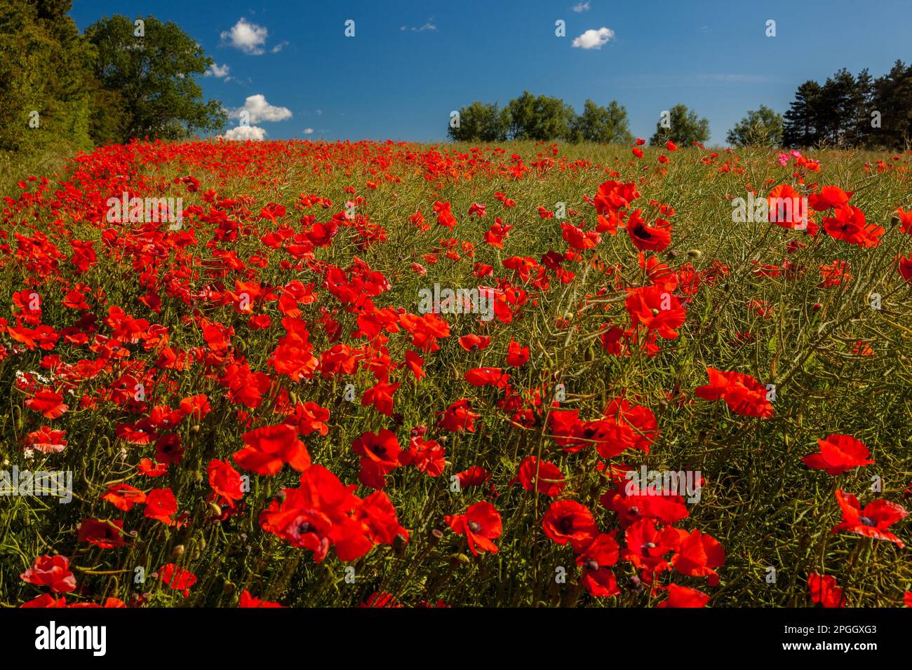 Denmark flower hi-res stock photography and images - Alamy