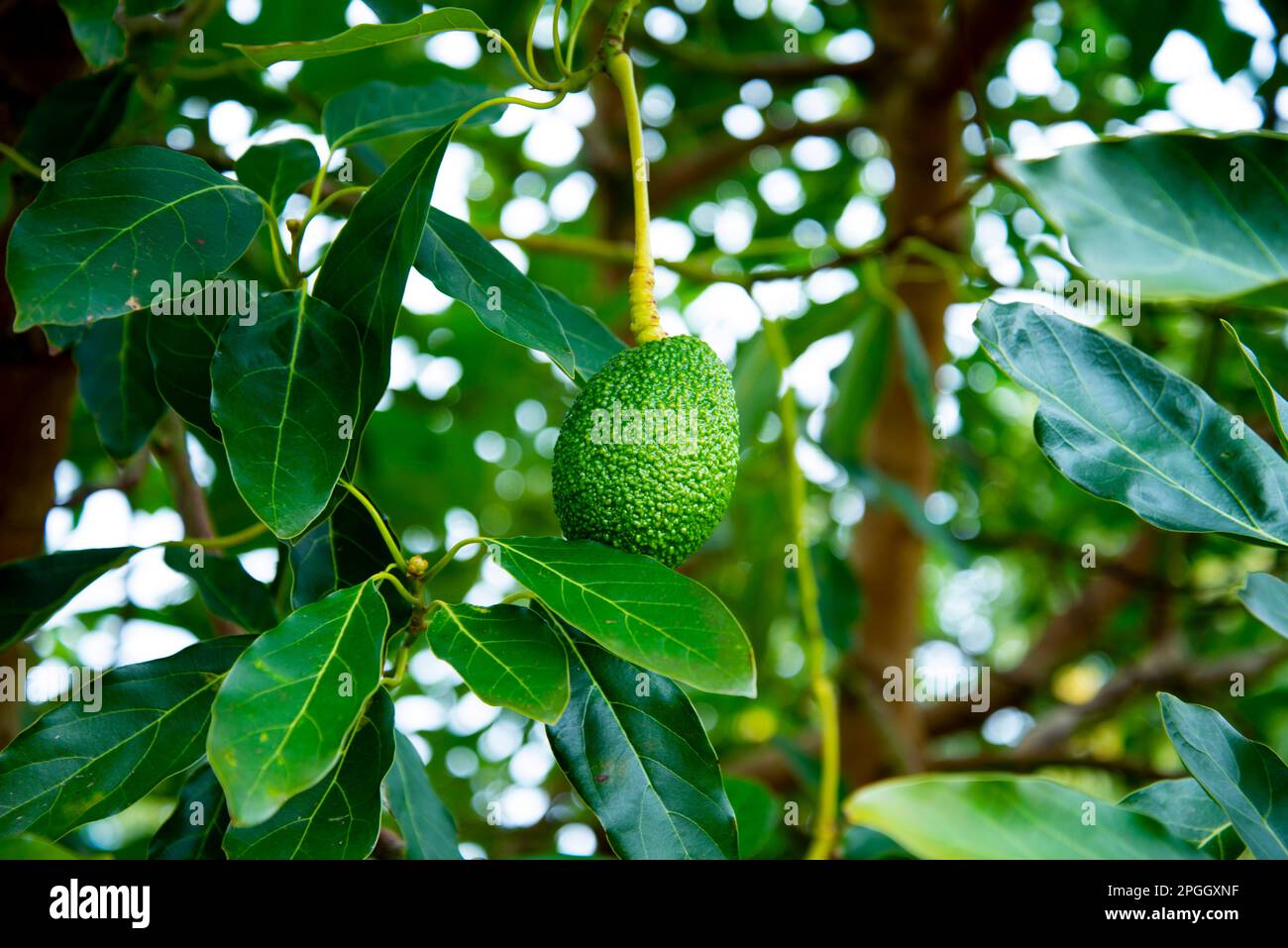 Organic Avocado Plantation - Western Australia Stock Photo - Alamy