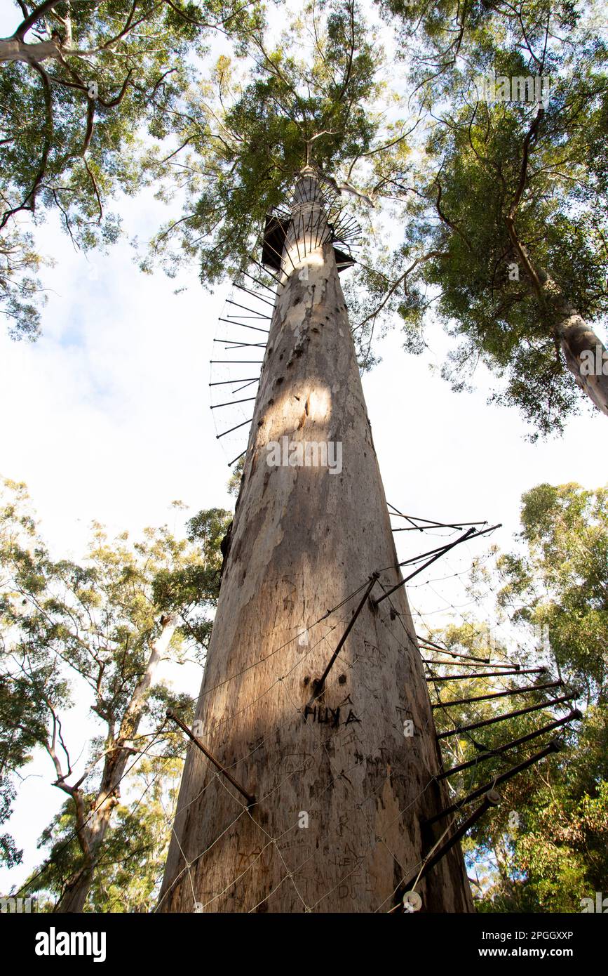 Dave Evans Bicentennial Tree Western Australia Stock Photo Alamy Dave Evans Bicentennial Tree Western Australia Stock Photo Alamy