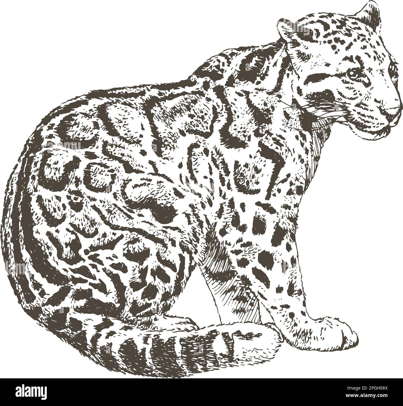 Hand drawn realistic sketch of clouded leopard, vector illustration