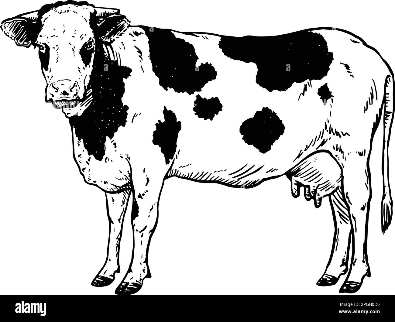 Hand drawn realistic of cow Vector illustration Stock Vector Image