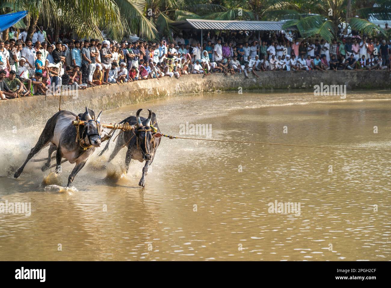 Maramadi is a type of cattle race conducted in Indian state Kerala. The ...