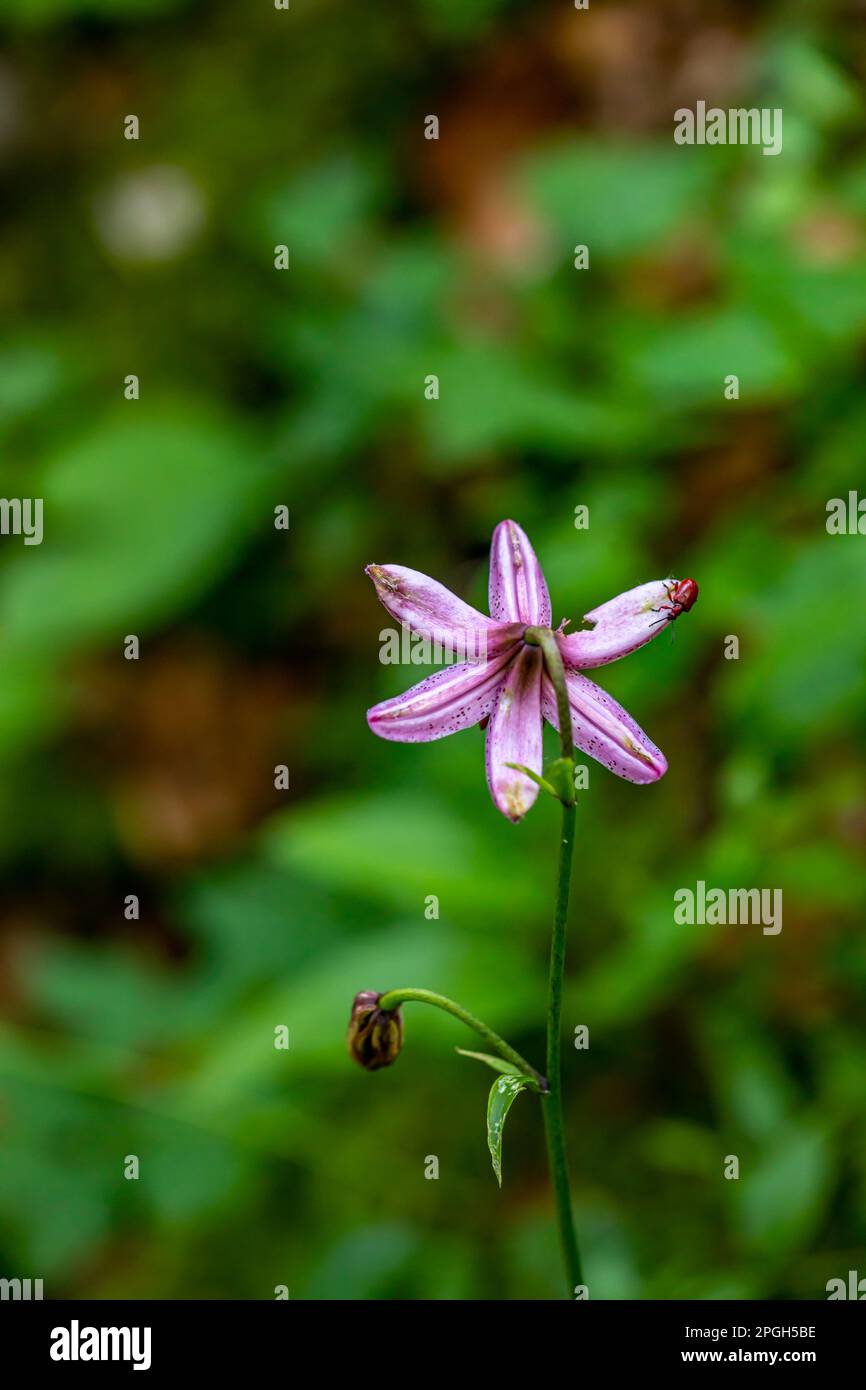 Lilium martagon flower growing in forest, close up Stock Photo Alamy