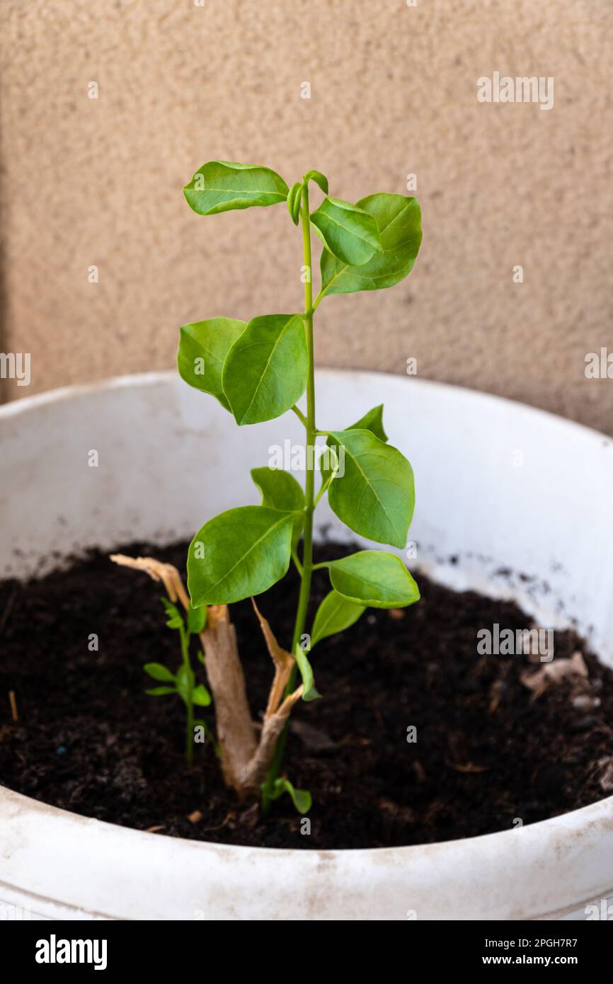 Tall plant in pot hi-res stock photography and images - Alamy