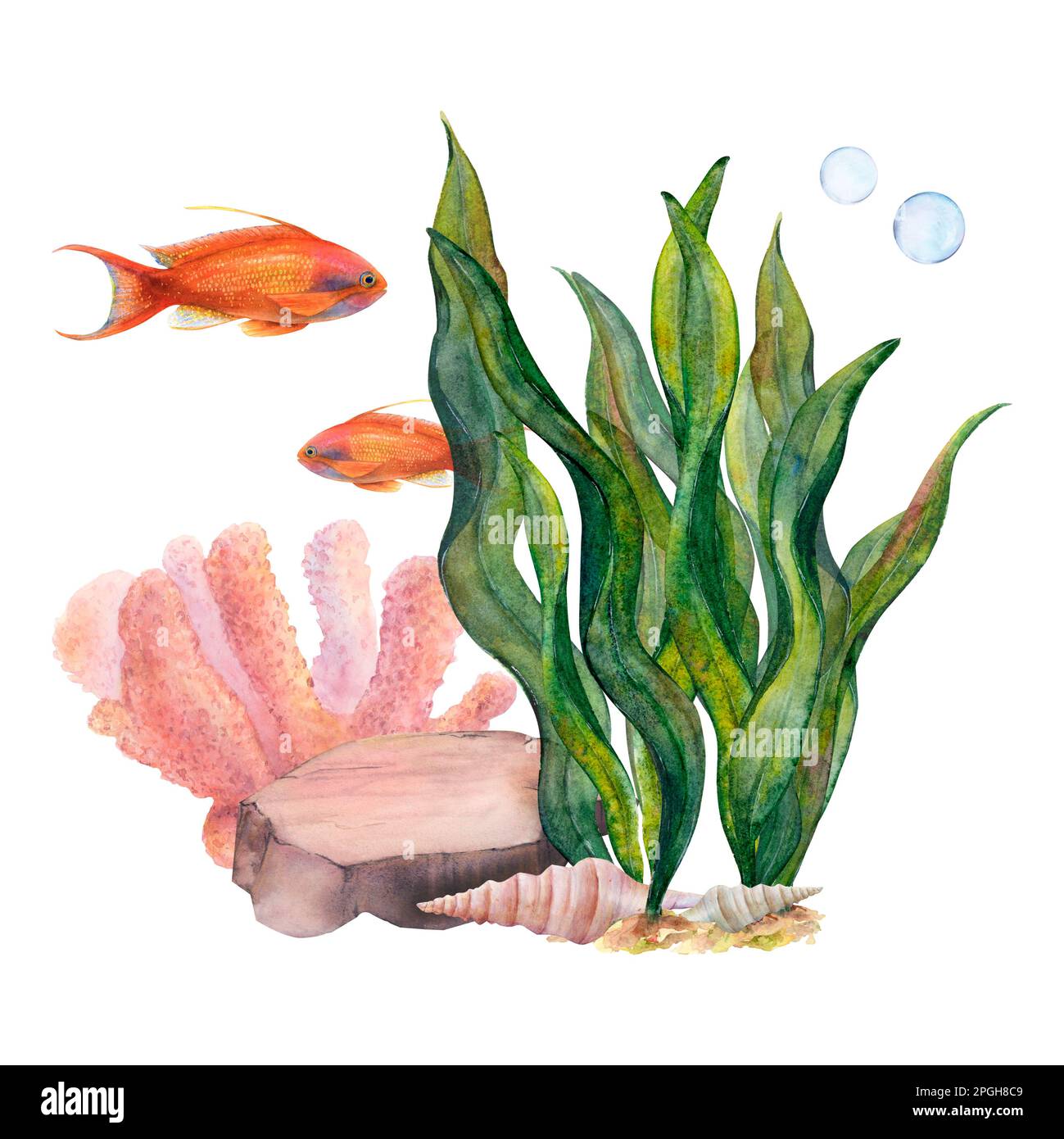 Watercolor drawn set of coral, ribbon algae, bottom stone, shells and a golden antias fish on white background. Underwater picture for illustration Stock Photo