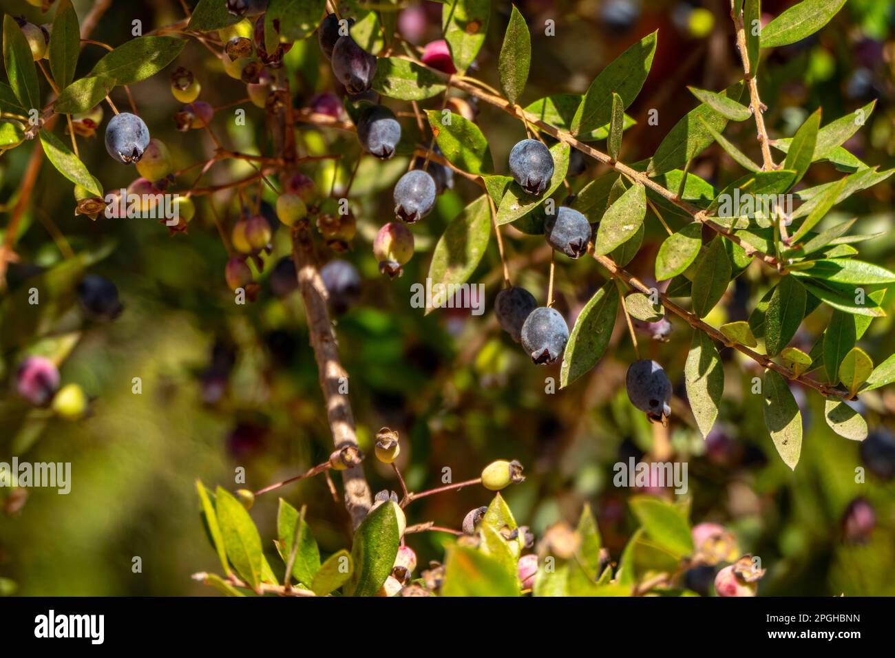 Blue Myrtus communis berries close up on the blurred background Stock Photo