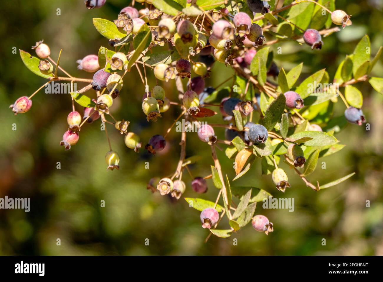 Blue Myrtus communis berries close up on the blurred background Stock Photo