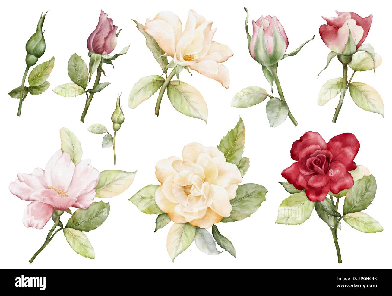 Watercolor roses illustration set. Roses flower and green leaves elements collection isolated on white background. Suitable for decoration, bouquet, w Stock Photo