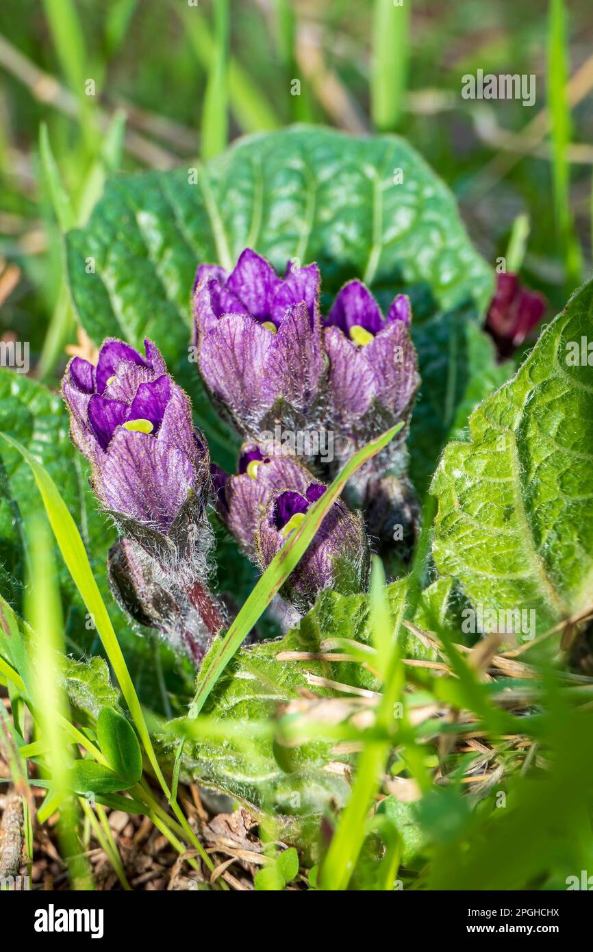 Purple Mandragora flowers among green leaves close up on a blurred background. Autumn mandrake Stock Photo