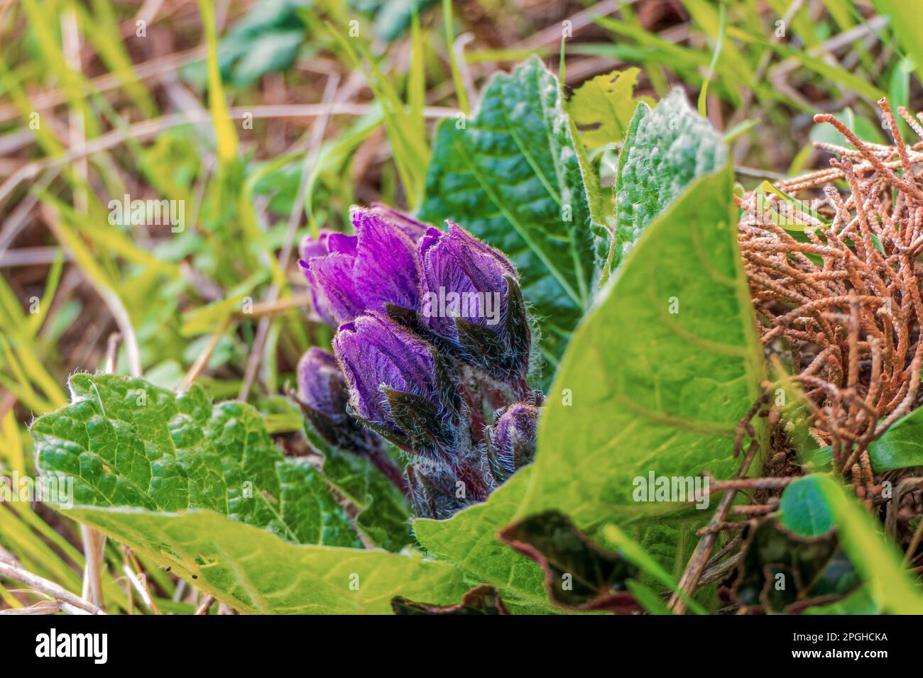 Purple Mandragora flowers among green leaves close up on a blurred background. Autumn mandrake Stock Photo