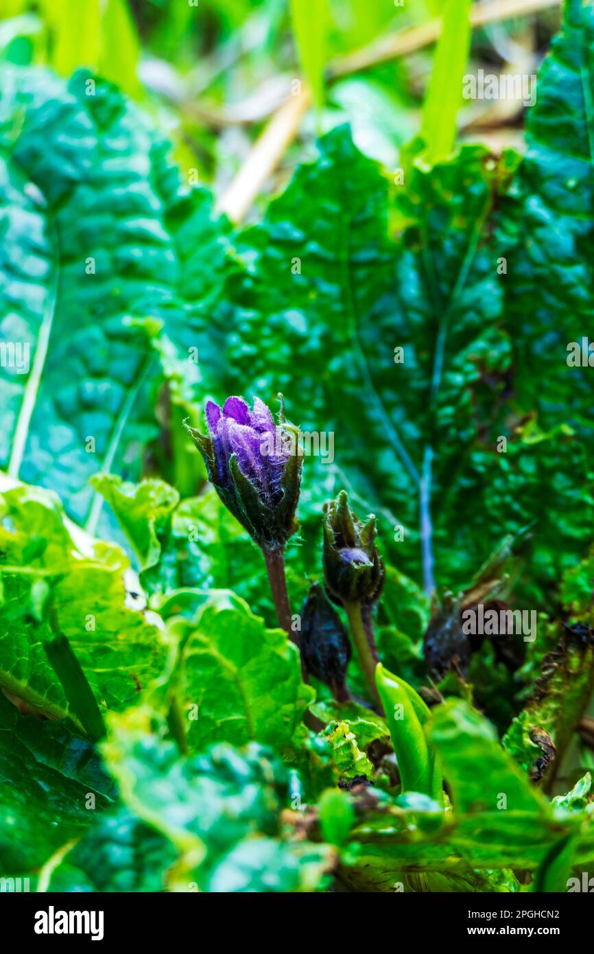 Purple Mandragora flowers among green leaves close-up on a blurred background. Autumn mandrake Stock Photo