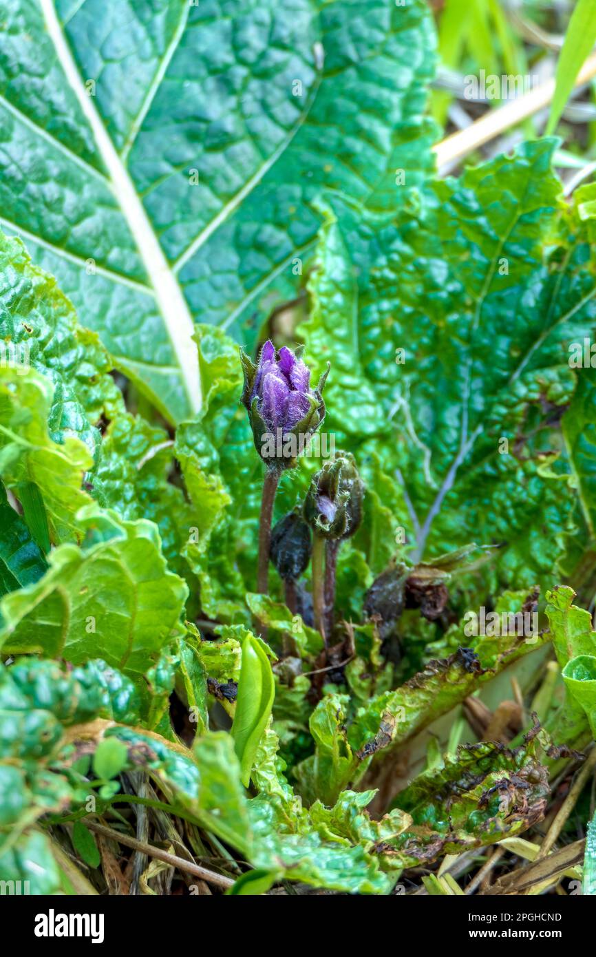 Purple Mandragora flowers among green leaves close-up on a blurred background. Autumn mandrake Stock Photo