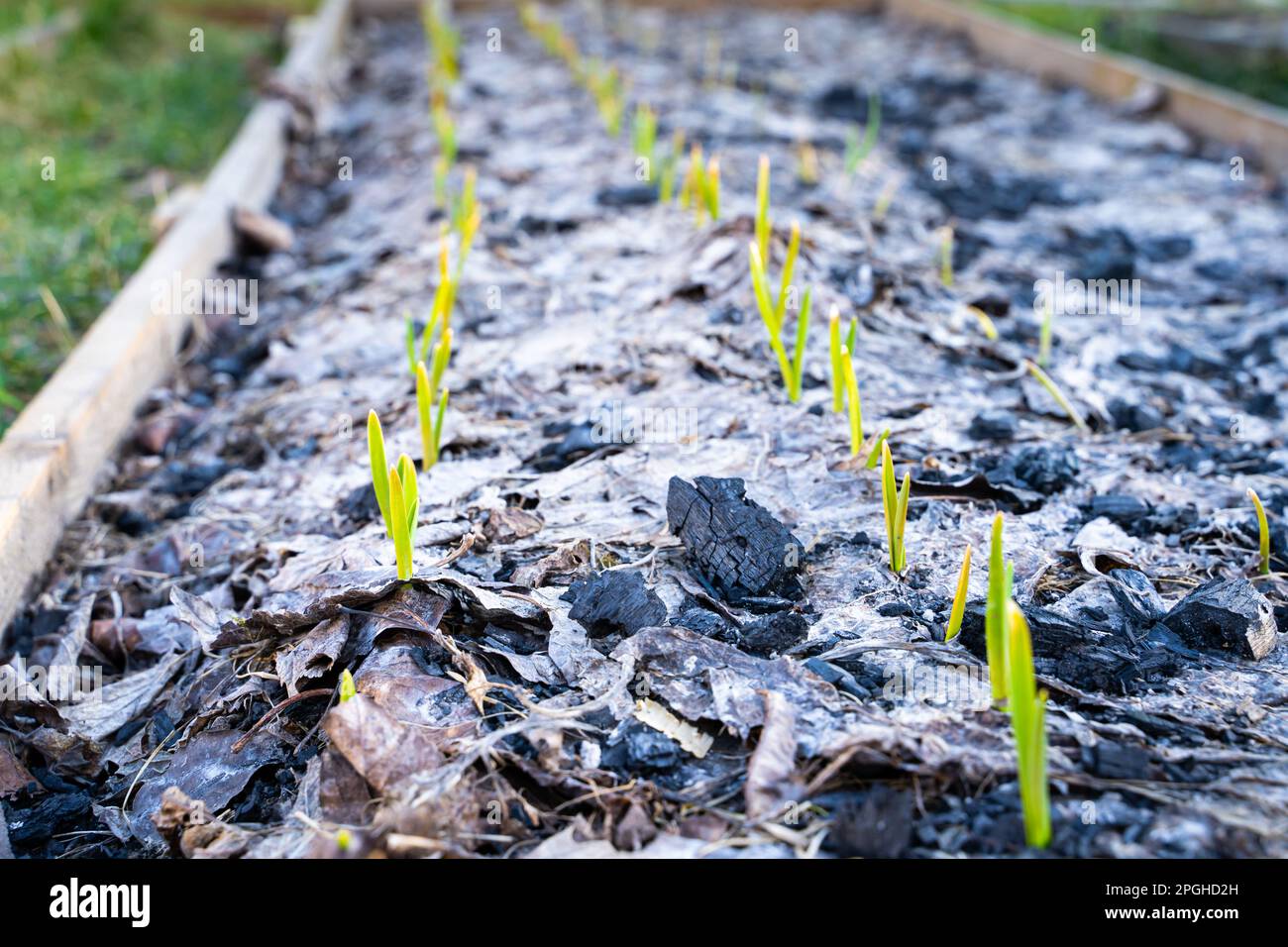 The garden bed is covered with fallen leaf mulch and fertilized with