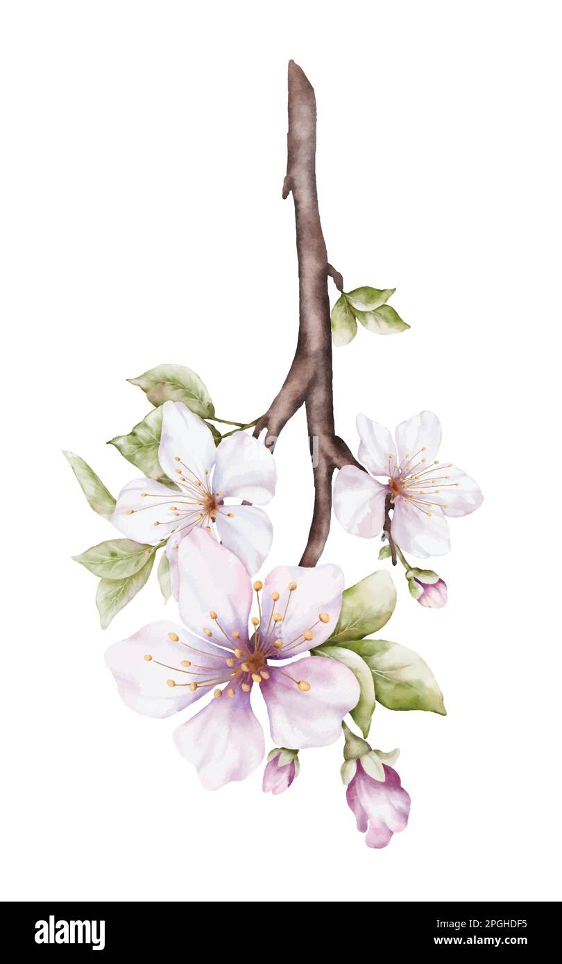 Watercolor light pink cherry blossoms blooming on the branches. Cherry