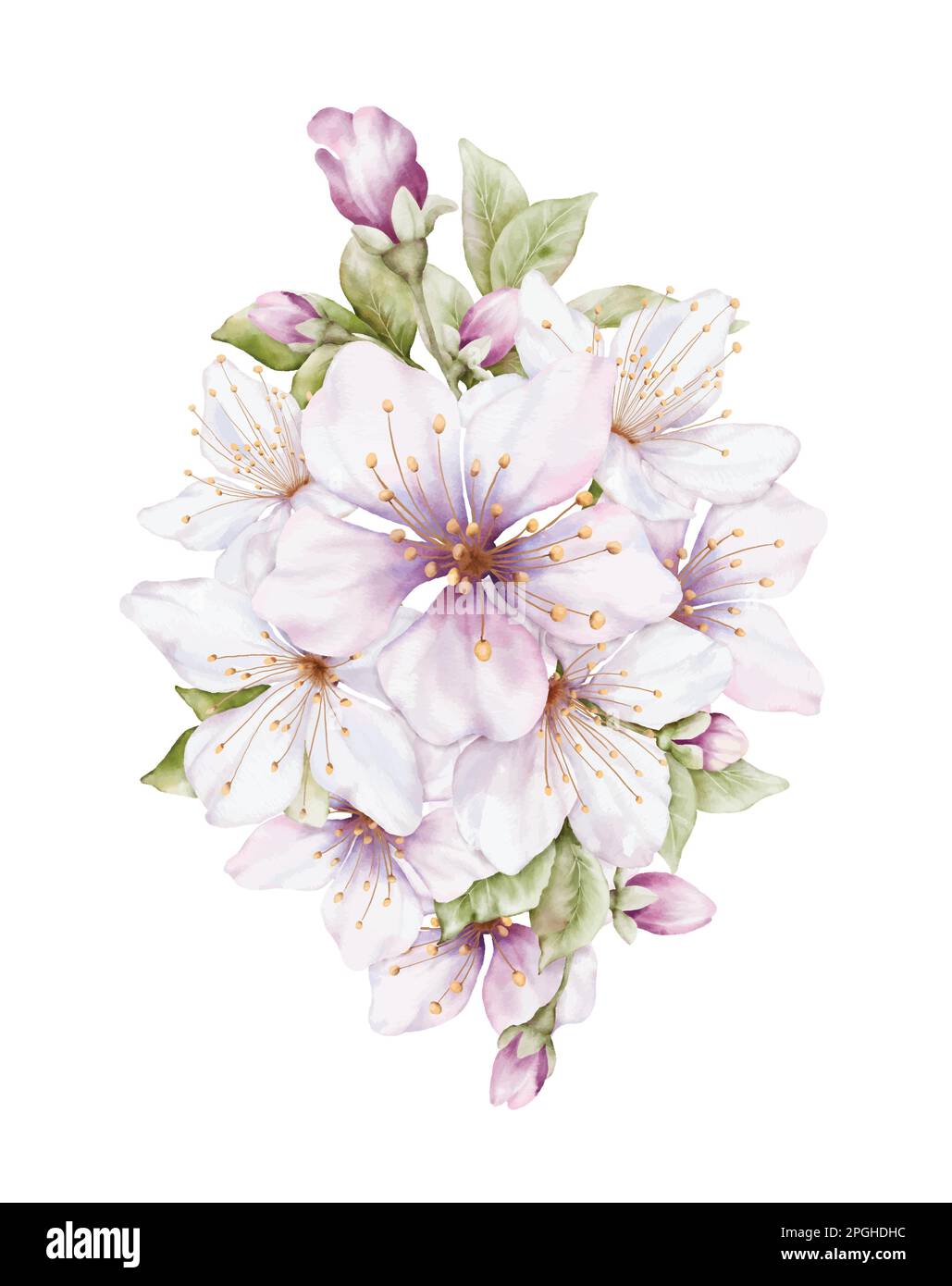 Watercolor light pink flower blooming. Cherry blossom bouquet vector isolated on white background. Suitable for decorative spring festivals, summer, i Stock Vector