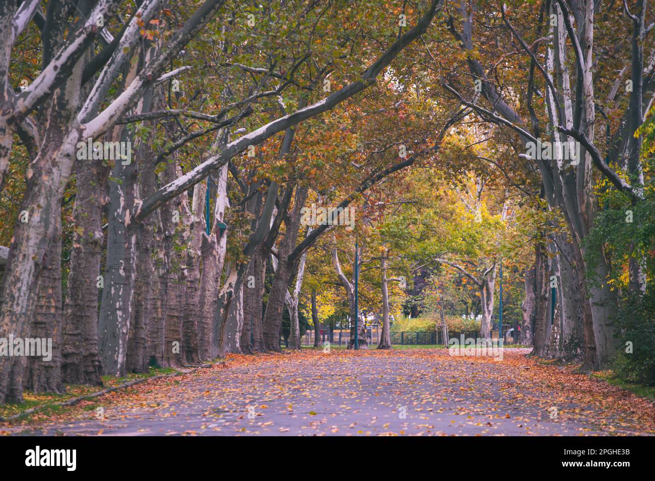 Beautiful romantic alley in a park with colorful trees and sunlight ...