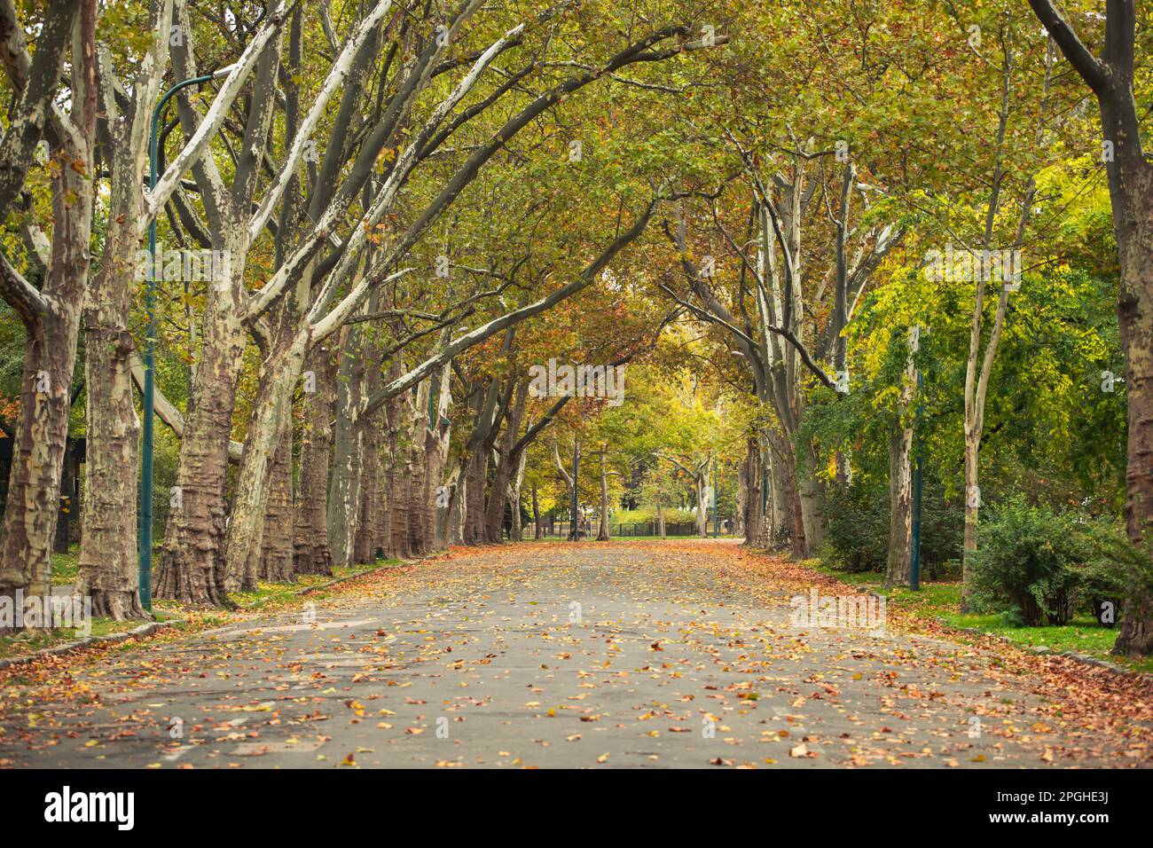 Beautiful romantic alley in a park with colorful trees and sunlight. Autumn natural background Stock Photo