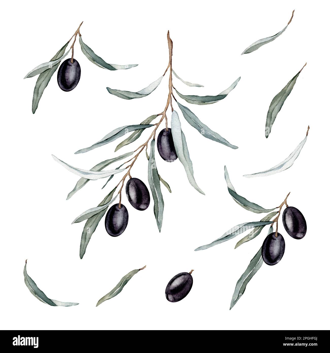 Watercolor illustration set of beautiful green and black olive's for ...