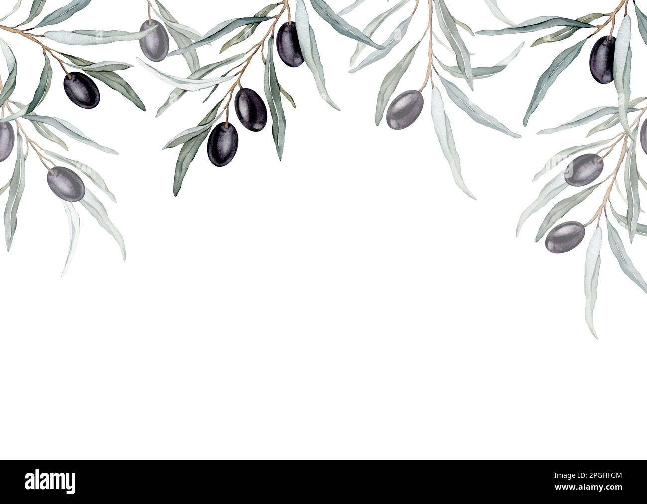 Watercolor banner with green olive leaves branches.Watercolor olive in